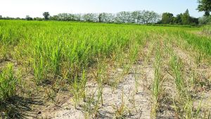 La Lomellina in rivolta per il riso «Novara ci dia l’acqua o è la fine»