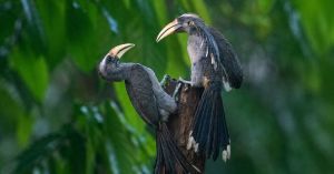 Gone for 60 Years, Indian Grey Hornbills Return to Gir — What It Reveals About the Forest
