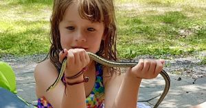 Getting to know the snakes of the Kawarthas