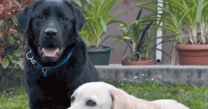 Elogio del cane libero e pure disobbediente