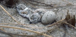 Why Trump’s move to gut the Endangered Species Act won’t hold up in court
