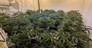 Cannabis farm found in abandoned hotel near seafront