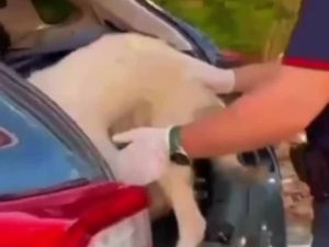 Piantedosi contro l'abbandono degli animali. Il video choc