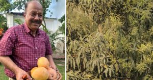 ‘At 60, I Missed My Childhood Mangoes So Much, I Grew 11 Varieties on One Tree in My Garden’