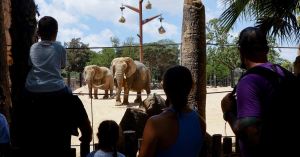 La llengua dels animals