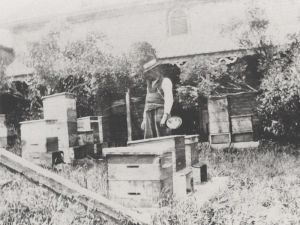 Reflections: Beekeeping has a long history in Perth County