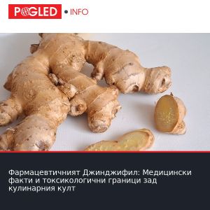 Фармацевтичният Джинджифил: Медицински факти и токсикологични граници зад кулинарния култ