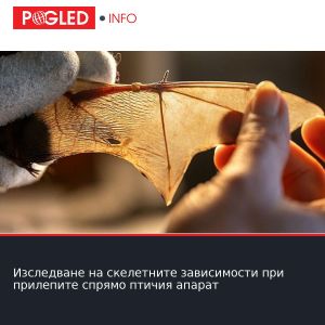 Изследване на скелетните зависимости при прилепите спрямо птичия апарат