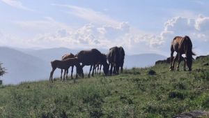 La storia della puledrina abbandonata dal branco e salvata grazie a una ‘balia’