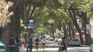 Jesolo, il sindaco apre alla sostituzione dei pini: «Via almeno da alcuni tratti»