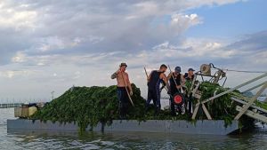 Il mare continua a bollire, alghe e temperature estreme ‘Le lagune sono a rischio’