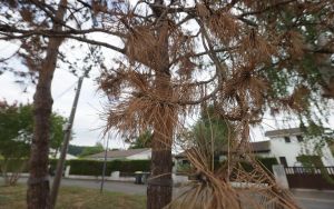 Un foyer de nématode du pin détecté à Lescar : situé dans un quartier résidentiel, l’arbre contaminé sera abattu