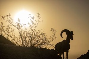 Trump Admin Guts Endangered Species Act to Prioritize Corporate Interests