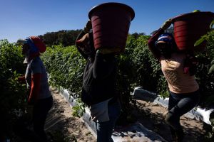 Florida Farmworkers Exposed to Scorching Heat and Pesticides