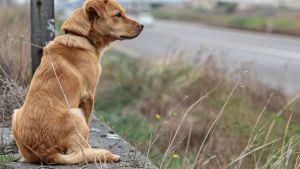 «Lui non lo farebbe mai», a Treviso calano gli abbandoni di cani