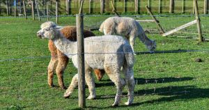 Could herd of alpacas be set to move onto field in Norfolk village?