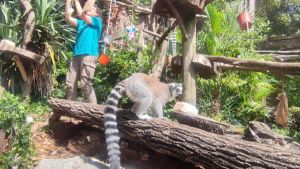 La tutela della biodiversità: il piano dello zoo contro il caldo record e il rischio estinzione