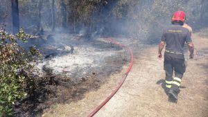 Paura a Viareggio, scoppia un incendio nella pineta della Lecciona