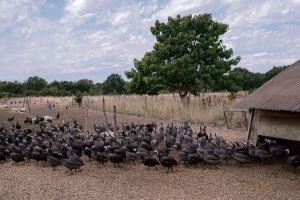 « Demain, il n’y aura plus de paysans qui prônent le modèle bio » : en pleine canicule, les petites fermes laissées-pour-compte de la loi d’urgence agricole