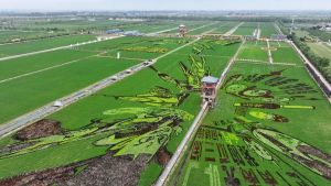 Além da agricultura: a China rural descobre “uma nova colheita”