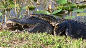 Florida Wildlife Raise More Doubts About Climate Fearmongering – OpEd