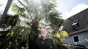 Kæmpe palme bor i en af Vejles baggårde: - Den fyldte kun 20-30 centimeter, da j...