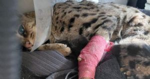 Escaped exotic cat prowling countryside 'shot with gun' and has paw amputated