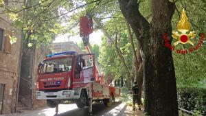 Albero cade sulle auto in sosta, paura a Orvieto