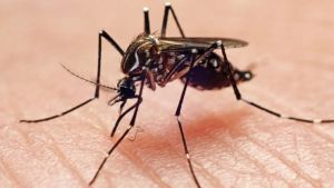 India approves its first dengue vaccine: Takeda's QDENGA gets DCGI nod in major public health breakthrough