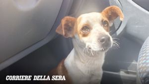 Marzano Appio, lanciano un cagnolino dal finestrino dell'auto e spariscono: l'indignazione corre sul web