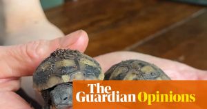 Two new tortoises have hatched. Now we have seven – and it’s chaos