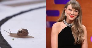 Ready, steady, slow! Snailor Swift crowned world champion at Norfolk's snail event