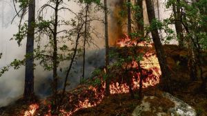 30 % des incendies sont d’origine humaine : c’est quoi exactement un pyromane ?