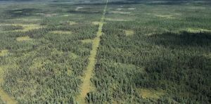 Industrial development is fragmenting Canada’s boreal forest. Governments should think carefully about future approvals