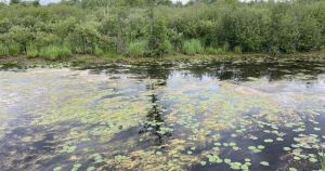 The Legend of the Oakhaven Swamp-Beast