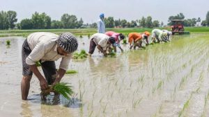 Disarming the farmer