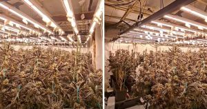 Investigations continue into seized £13k and huge cannabis farm found in village