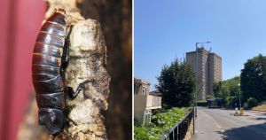 Council tenants could be allowed cockroaches as pets under new policy