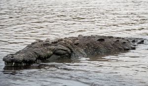 Ce fossile de reptile découvert au Brésil fait le lien entre les dinosaures et des crocodiles