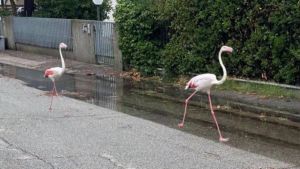Sorpresa sui lidi ravennati: fenicotteri rosa impauriti dal maltempo in giro per le vie