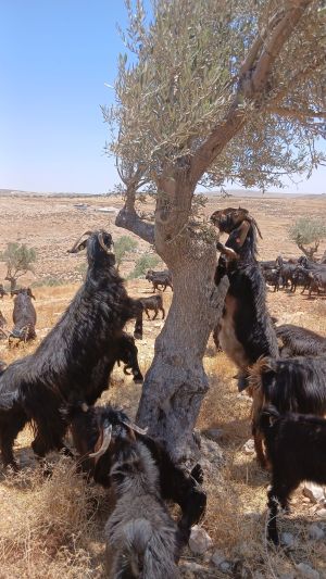 I Expected to see the Big Bad Settler Terrorists – I saw Boys on Donkeys