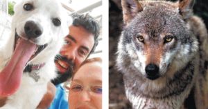 Il sacrificio per amore del cane che ha salvato il padroncino dal lupo