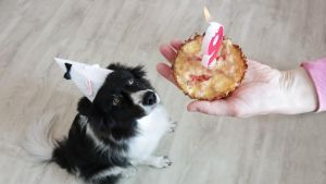 So alt ist ein Hund in Menschenjahren wirklich