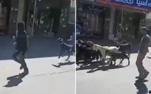 Extremist settlers steal 200 goats from two Palestinian villages – report