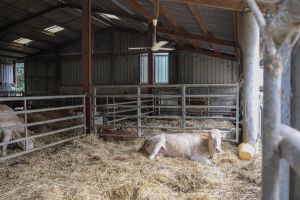 « Nous sommes face à une calamité » : des champs aux élevages, l’agriculture des Pyrénées-Atlantiques acculée par les canicules