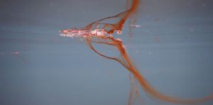 Pourquoi l’algue « Ostreopsis » envahit‑elle la côte basque chaque été ?