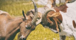 Why Aggression Can Be Good for Therapy