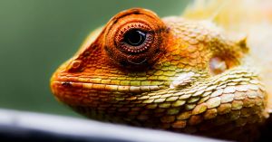 Why the Lizard Brain Model and Other Science Myths Persist