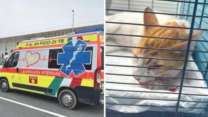 Aumentano i gatti feriti e abbandonati: da quando c’è il microchip picco degli interventi