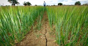 Norfolk on brink of drought after 'prolonged dry weather'